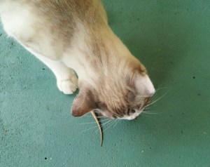 Maud captures lizard