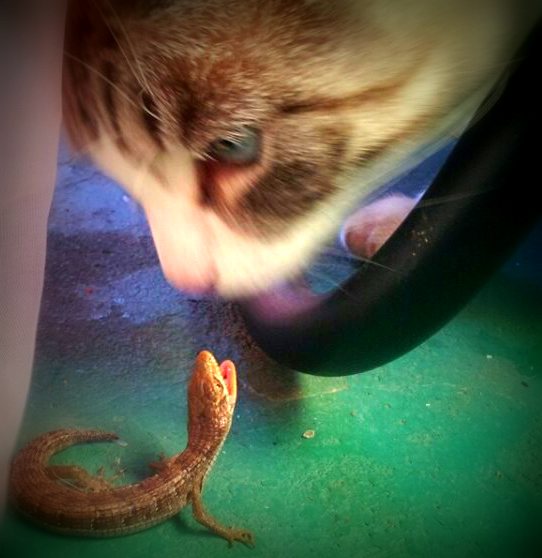 Miss Maudie went a courtin'